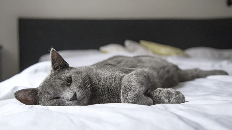 en bordeauxkatt sover på en säng