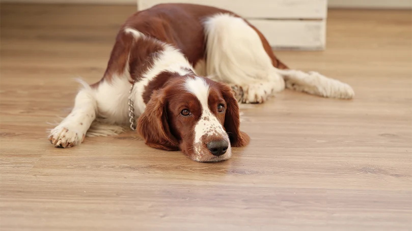 en bild av en hund som ligger ner på ett golv