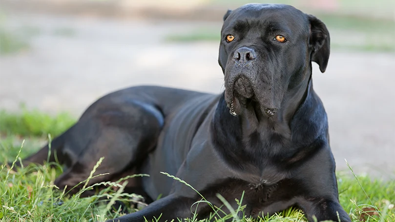 en bild av en hund av rasen cane corso som ligger