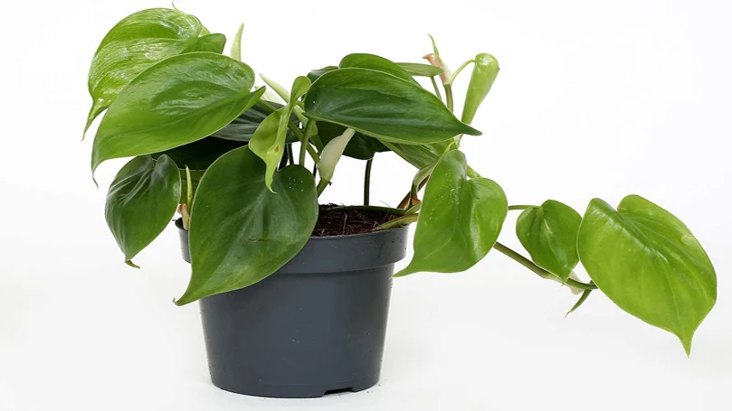 en bild av Philodendron-växten i en kruka