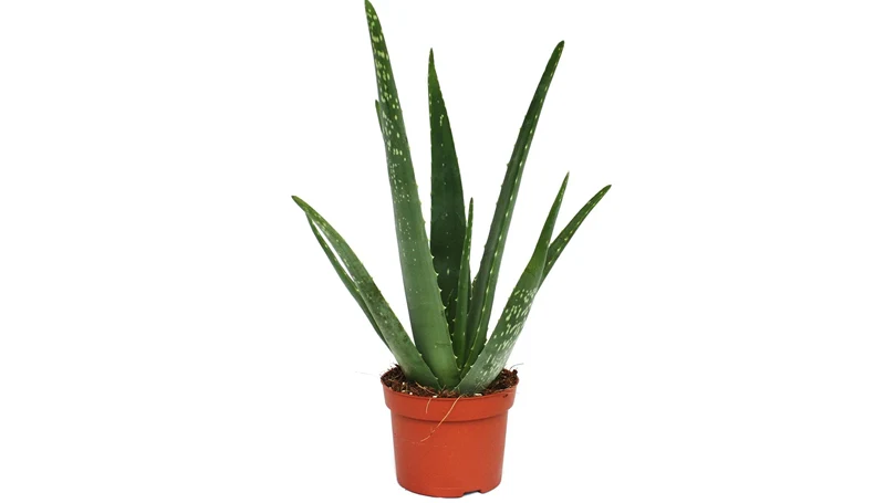 en bild av en aloe vera-växt i en kruka