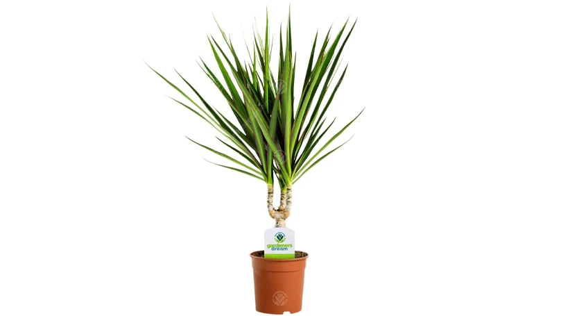 en bild av växten dracaena marginata i en kruka