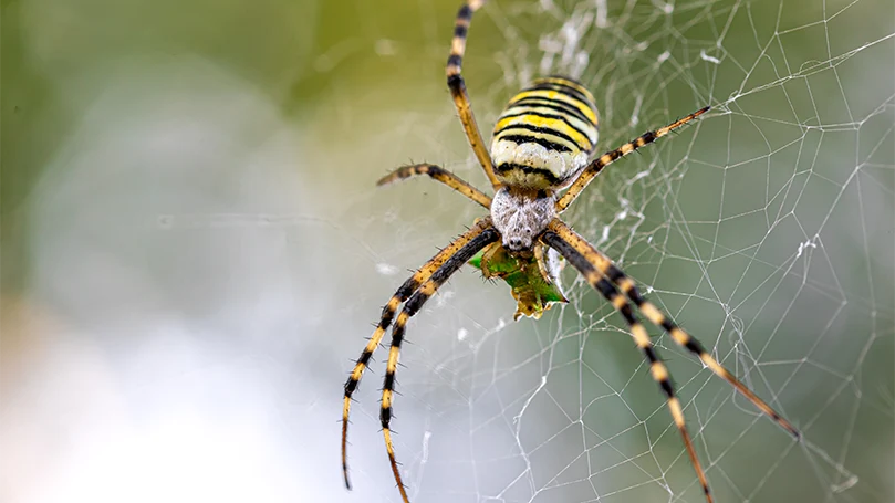 en bild av spindeln Argiope bruennichi som gör ett spindelnät