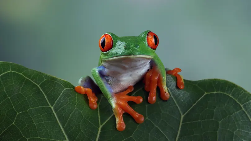 En bild av en färgglad groda som sitter på ett löv.