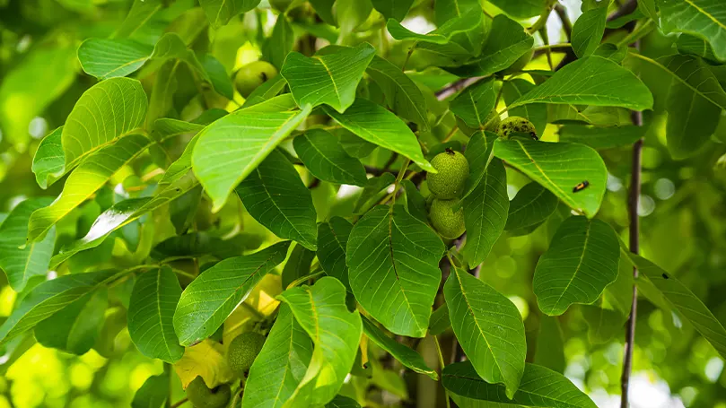 valnötsträdets blad i närbild